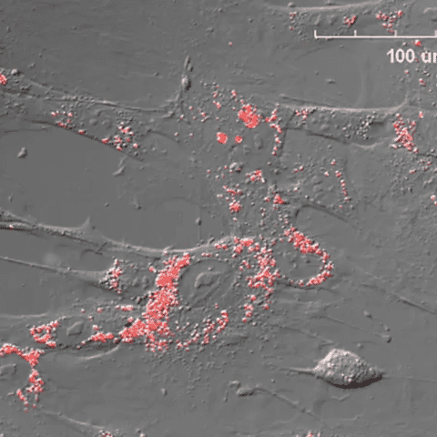 Việt Nam: Tạo tế bào chức năng gan từ tế bào gốc